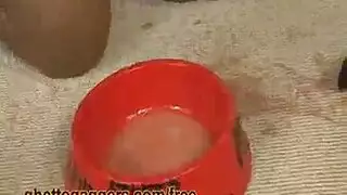 ملكات البورن الممتلئات ومهاراتهن في الجنس الفموي العميق